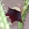 Huernia macrocarpa - столон