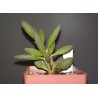 Adromischus marianae