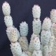 Tephrocactus articulatus inermis