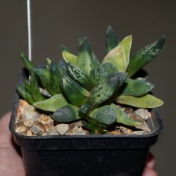 Gasteria mini orange aide variegata
