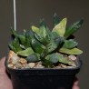 Gasteria mini orange aide variegata