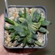 Gasteria mini orange aide variegata