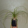 Nolina recurvata