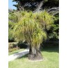 Beaucarnea recurvata