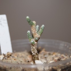 Avonia albissima
