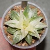 Haworthia magnifica REVERSE variegata