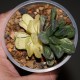 Haworthia Seiko Nishiki variegata