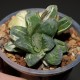 Haworthia Seiko Nishiki variegata