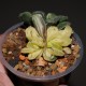 Haworthia Seiko Nishiki variegata