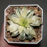 Haworthia mutica REVERSE variegata