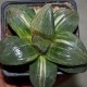 Haworthia springbokvlakensis x bayeri variegata