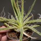 Agave leopoldii variegata