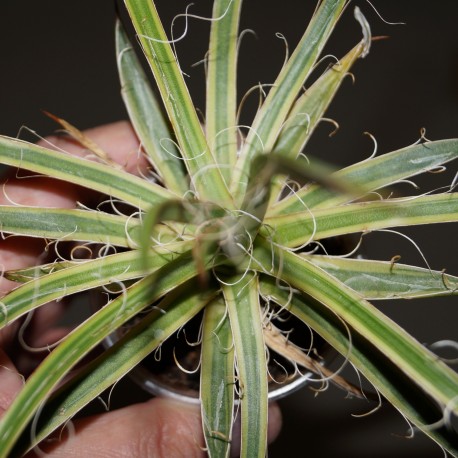 Agave leopoldii variegata