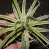 Агава Agave leopoldii variegata