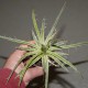 Agave leopoldii variegata