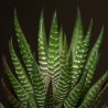 Haworthia reinwardtii olivacea Zebrina