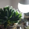 Haworthia Bristle Tips small