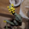 Euphorbia debilispina - черенок