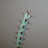 Euphorbia schinzii - черенок