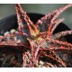 Aloe Mars