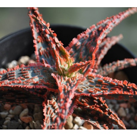 Aloe Mars