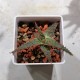 Aloe Mars