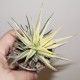 Haworthia limifolia x fasciata variegata