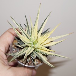 Haworthia limifolia x fasciata variegata