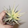 Haworthia limifolia x fasciata variegata - детка