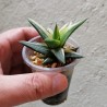 Хавортия Haworthia glabrata variegata