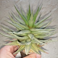 Haworthia pumila White variegata