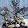 Крестовник Senecio fulgens