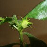 Дорстения Dorstenia hildebrandtii