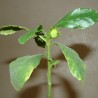 Dorstenia hildebrandtii