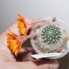 Ребуция Rebutia flavistyla