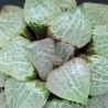 Haworthia comptoniana Blue Haze - детка