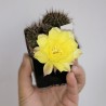 Lobivia aurea