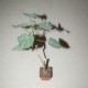 Adenia epigea