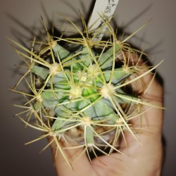 Ferocactus glaucescens