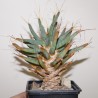 Leuchtenbergia principis - сеянцы