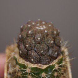 Copiapoa hypogea Lizard skin