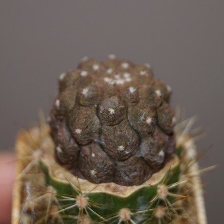 Copiapoa hypogea Lizard skin