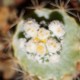 Astrophytum asterias Super Kabuto Kikko monstrosa