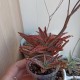 Aloe Donnie