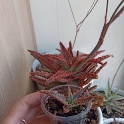 Aloe Donnie