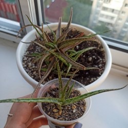 Aloe bellatula