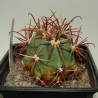Ферокактус Ferocactus coloratus - Галерея