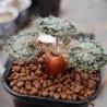 Pelargonium barklyi