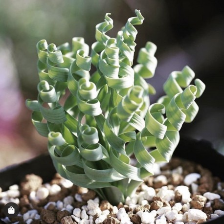 Альбука Albuca concordiana