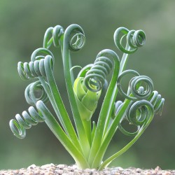 Альбука Albuca spiralis